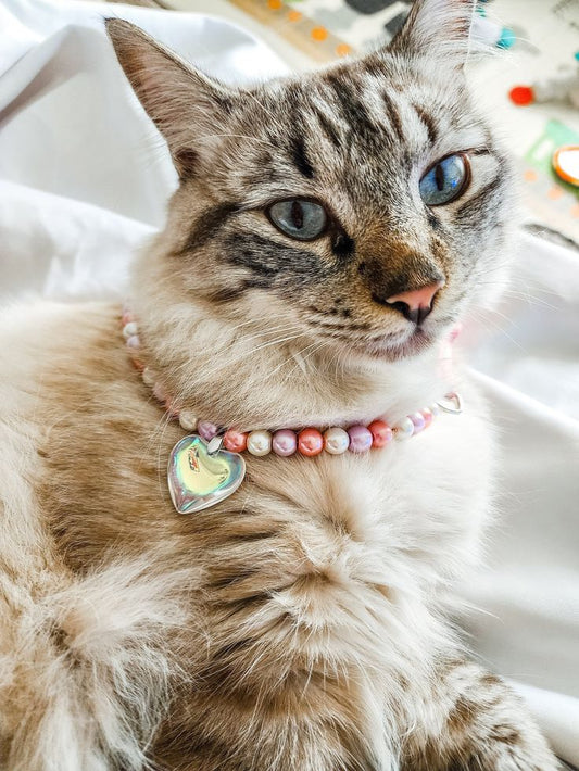 Cat Lovers Unite: Make Matching Beaded Bracelets & Collars for You and Your Furry Friend!