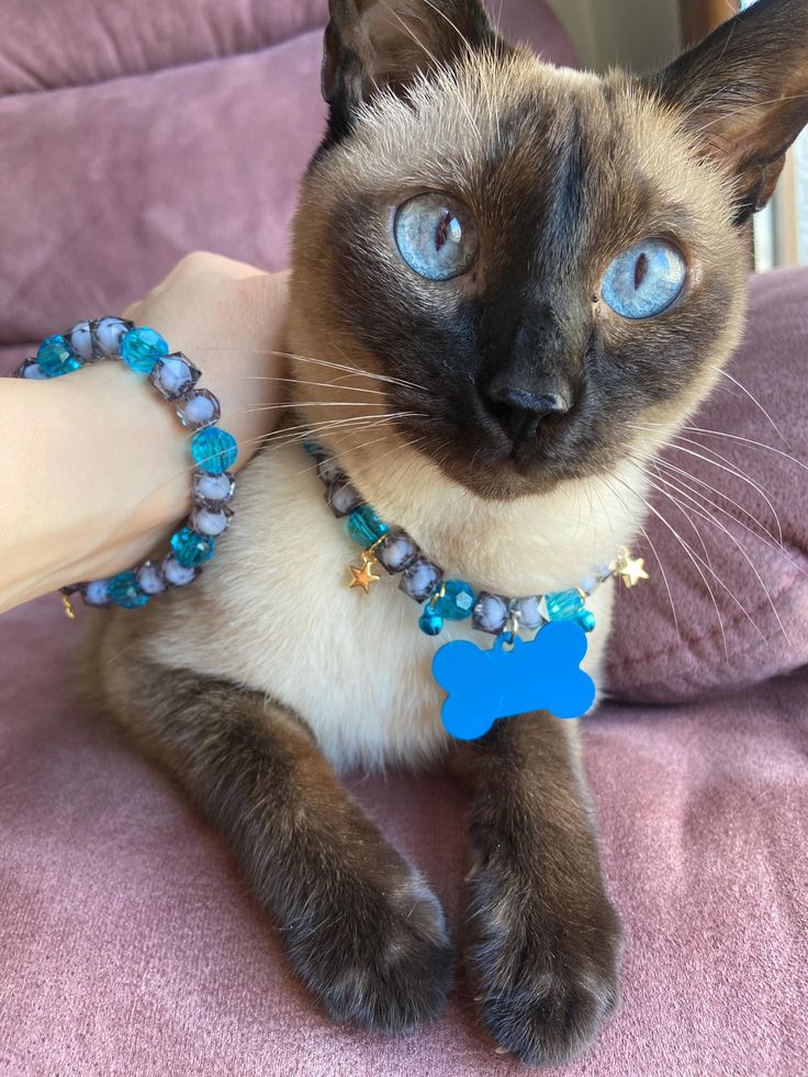 Cat Lovers Unite: Make Matching Beaded Bracelets & Collars for You and Your Furry Friend!