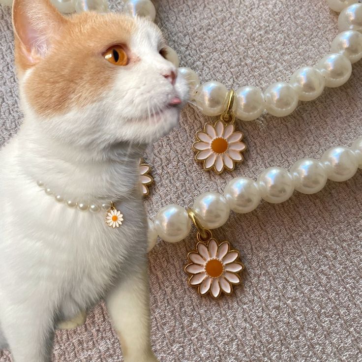 Cat Lovers Unite: Make Matching Beaded Bracelets & Collars for You and Your Furry Friend!
